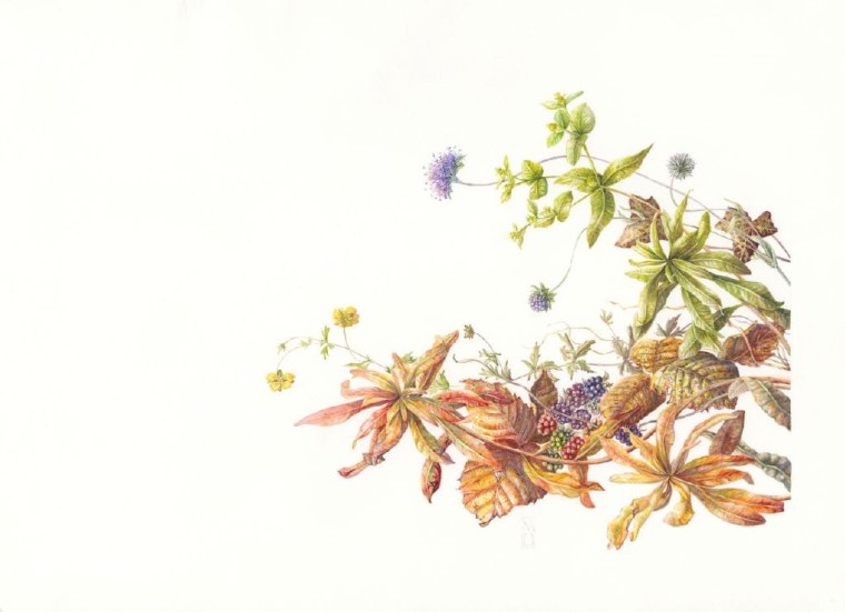 Plants From An Irish Hedgerow. Mary Dillon