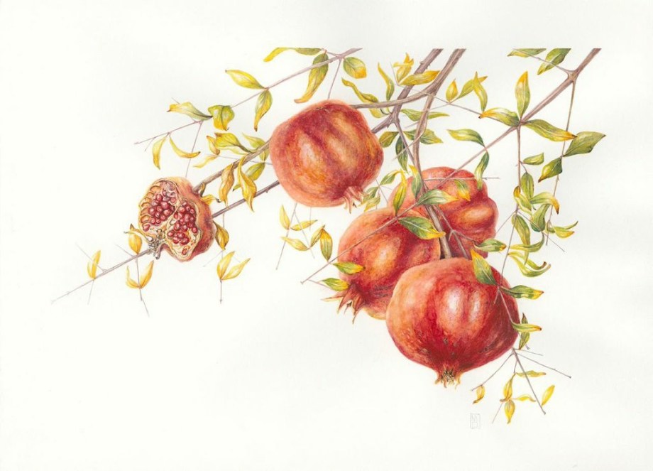 Punica granatum Pomegranates. Mary Dillon