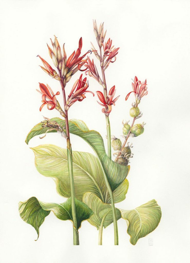 Canna indica