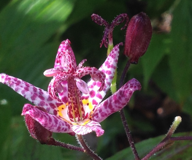 Tricyrtis formosana, Toad lily. 
