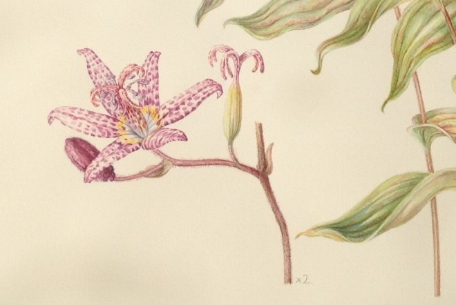 Detail of Tricyrtis formosana