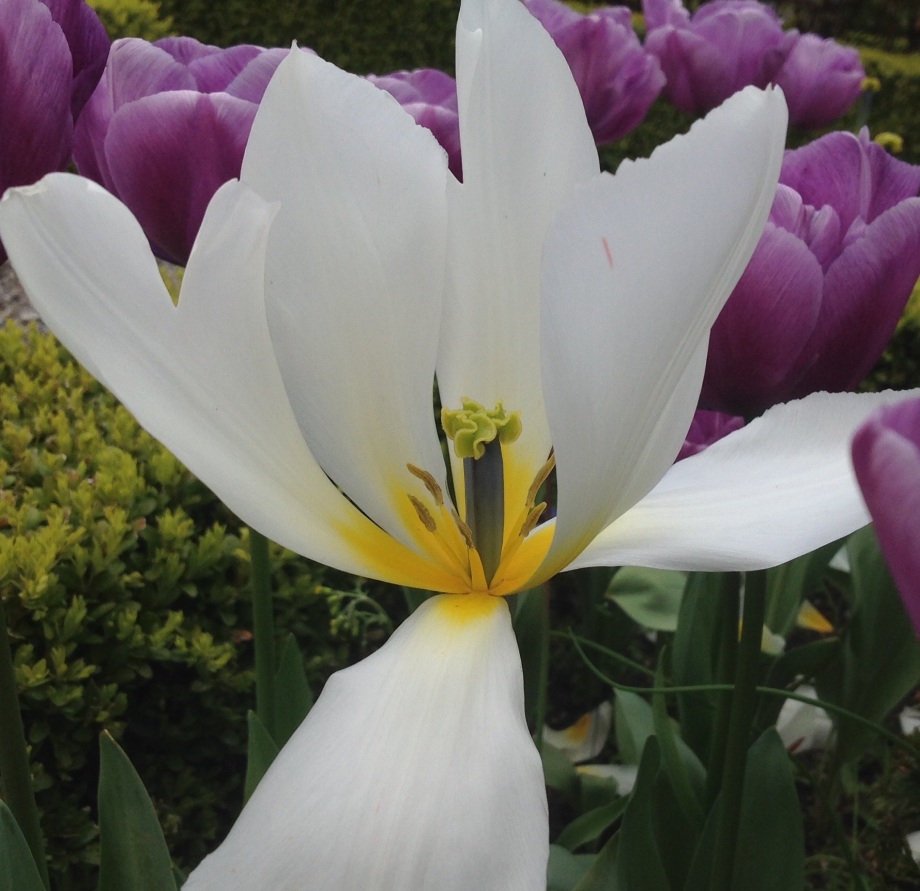 White Tulip, MD