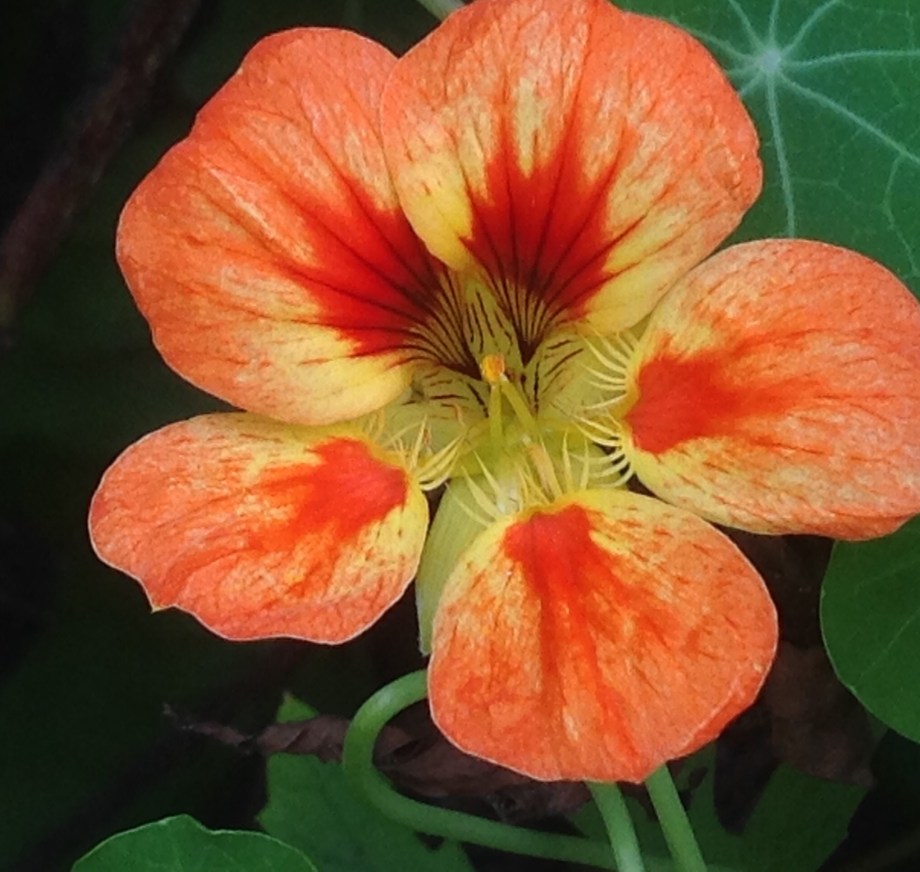 Nasturtium, MD