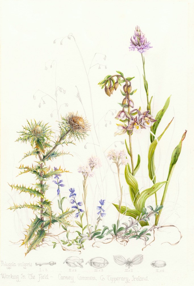 Field Studies, Carney Common, Tipperary, Mary Dillon